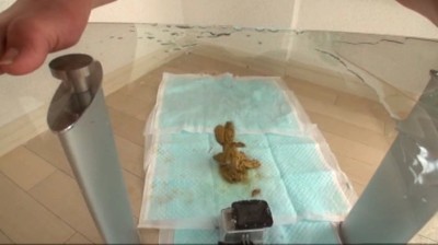 脱糞アスリート　三浦せな　　密着４日間８脱糞